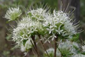 Image result for Pavetta johnstonii