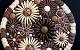 Birthday Chocolate Fudge Cake Decoration