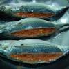 Resep sambal ikan tongkol bahan : Https Encrypted Tbn0 Gstatic Com Images Q Tbn And9gcqz3wieuxw1jpjaf3owpdafr5h2oidwsdyvv2foxwp1evungqga Usqp Cau