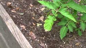 Mix a few drops of the oil in water and spray on ants trails, around garden beds, or on cracks in your home. How To Treat Ants In Raised Beds Organically Youtube