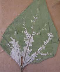 The leaves will also be dry and brittle. Sunflower Pest Solutions Syngenta U S