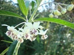 Image result for Gomphocarpus glaucophyllus