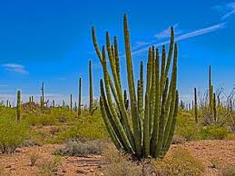 Explore the great outdoors at organ pipe cactus national monument, a lovely green space in ajo. File Organ Pipe Cactus National Monument 2 Jpg Wikimedia Commons