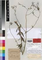 Image result for Kohautia aspera