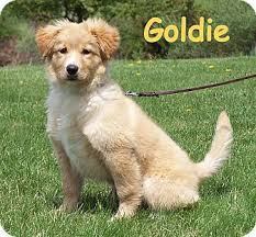 She believes dogs are born to hunt, i breed in order to maintain a dog's natural instincts. Duck Toller Poodle Mix Online