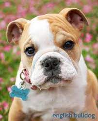 How much are french bulldog puppies? English Bulldog Todayspetpublishing Com Book Buy Now At Mighty Ape Nz