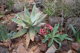 Image result for Ammocharis