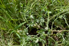 Image result for Euploca ovalifolia