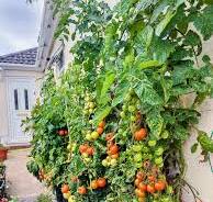DIY Gutter Grow Hydroponic Tomato Wall | Grow, Cook, Devour!
