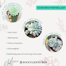 Succulent with orange bell flowers. Echeveria Painted Lady Echeveria Derenbergii Succulent Care Succulents Box