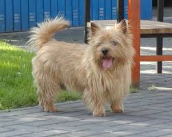 Submitted 2 years ago by collie1979. Hunderassen Terrier Der Fci Gruppe 3 Bei Hunderassen De