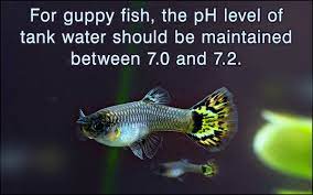 Guppy Fish Care Guppy Fish Fish Care Fish