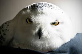 Image result for owl