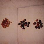 Image result for Balanites pedicellaris