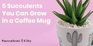 There are two varieties of cacti grown as houseplants, and both are popular and readily familiar. 5 Succulents You Can Grow In A Coffee Mug