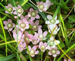 Image result for Anagallis pumila