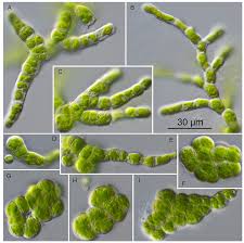 Image result for Phyllorachis