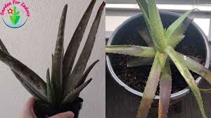 Check spelling or type a new query. Aloe Leaves Turning Purple 5 Causes And How To Fix It Garden For Indoor