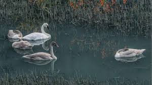 Trumpeter Swan Audubon Field Guide We are pleased to announce sidharth malhotra as the new face of our brand. trumpeter swan audubon field guide