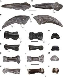 Attract more visitors with new, impressive dinosaur species you've dug up in your. Late Jurassic Theropod Dinosaur Bones From The Langenberg Quarry Lower Saxony Germany Provide Evidence For Several Theropod Lineages In The Central European Archipelago Peerj