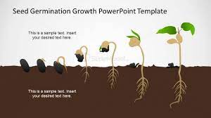 Germination Process Seed To Plant Timeline Slidemodel In 2021 Germination Seed Germination Timeline