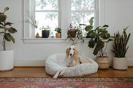 Signs your dog is deaf according to christina lee, founder of deafdogsrock, an organization dedicated to homing deaf dogs and providing support to owners of deaf dogs, if your dog sleeps deeply and. Signs Your Dog Is Going Deaf