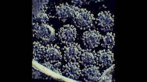 But this new variant in the u.k., called b.1.1.7, has acquired mutations much quicker than scientists expect. Fakta Mutasi Virus Corona B117 Inggris Yang Masuk Ri