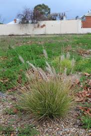 Image result for Cenchrus setaceus