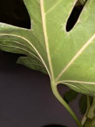 The flora of japan comprises a large assemblage of plant species which can be found in japan, such as sakura, katsura, momiji and azalea. Should I Be Worried About This Brown Hairy Stuff On My Fatsia Japonica Gardening