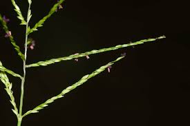 Image result for Digitaria abyssinica