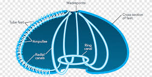 Landak laut tersebar di sepanjang daerah intertidal pantai yang. Landak Laut Sistem Vaskular Air Sistem Peredaran Darah Starfish Echinoderm Bintang Laut Sudut Hewan Png Pngegg
