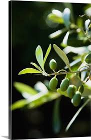 Greece Halkidiki Green Olives Ripening In Sunshine Sithonia Green Olives Olive Oil Store Halkidiki