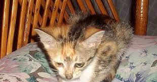 ayvalikli kedi findik ve sevimli dostlar findik in oykusu kedi tekir kediler cats