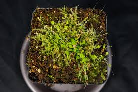 Image result for Utricularia scandens