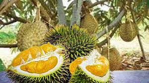 1600 x 1200 · 279 kb · jpeg, pokok+durian+belanda. Cara Menanam Pohon Durian Pendek Dan Bebuah Lebat Ayo Budidaya