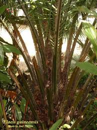 Image result for Elaeis