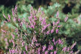 Image result for Calluna vulgaris