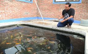 Hindari di bawah pohon, agar kotoran seperti daun dan ranting tidak mudah mengotosi kolam ikan. Potensi Budi Daya Ikan Koi Masih Menjanjikan