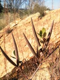 Image result for Cryptolepis oblongifolia