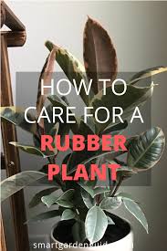Rubber Plant Indoor Care Guide Tips For Growing A Ficus Elastica Rubber Plant Soil Temperature Humidit Rubber Plant Rubber Tree Plant Rubber Plant Indoor