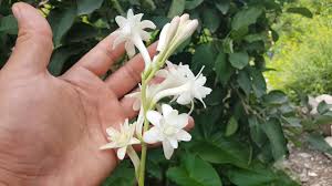Cultivo Y Cuidados Del Nardo Polianthes Tuberosa Youtube