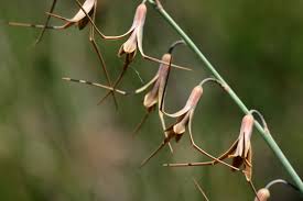 Image result for Dipcadi