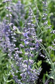 Image result for Perovskia atriplicifolia lacey blue photo