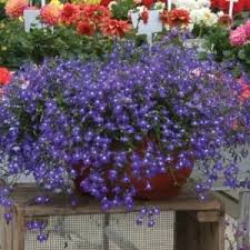 Image result for foto Lobelka