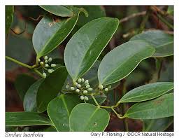 Image result for Ficus laurifolia