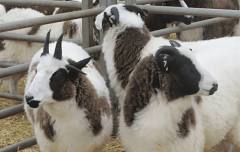 Rare & Minority Breeds Sale