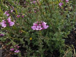 Image result for Xylopia collina