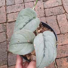 4 scindapsus argyraeus (pictus) quick view. Plant It Modern See You Soon What Am I Scindapsus Facebook