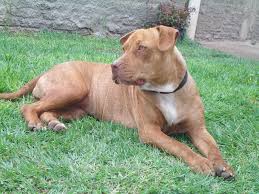 The american pitbull terrier is a family and companion dog breed that was originally bred in england, scotland and ireland to bait rats, bulls and bears, and also participate in illegal dog fighting. File American Pitbull 001 Jpg Wikimedia Commons