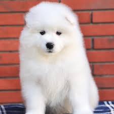 Find a samoyed puppy from reputable breeders near you in washington. Samoyed For Sale Samoyed Puppies In Delhi Ncr Dav Pet Lovers